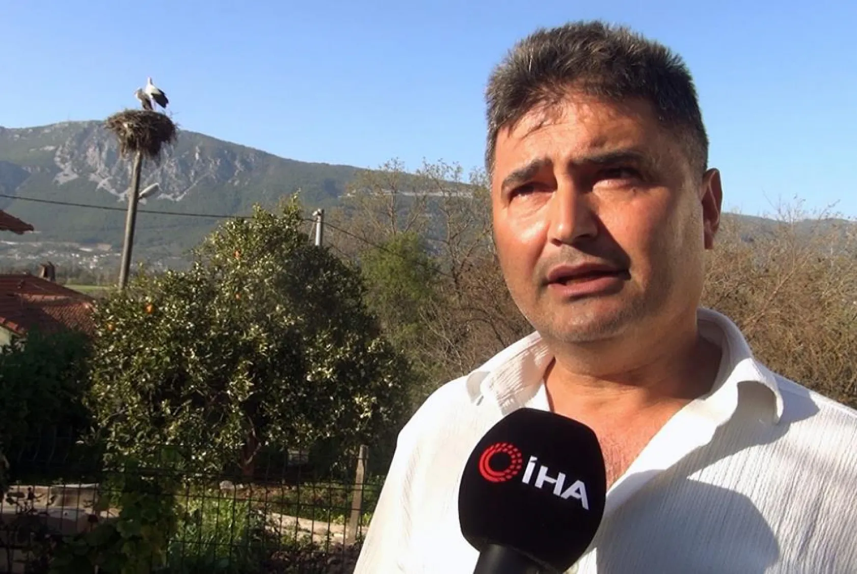 Muğla'nın leylek köyünde büyük artış! Akçapınar leyleklerle dolup taşıyor
