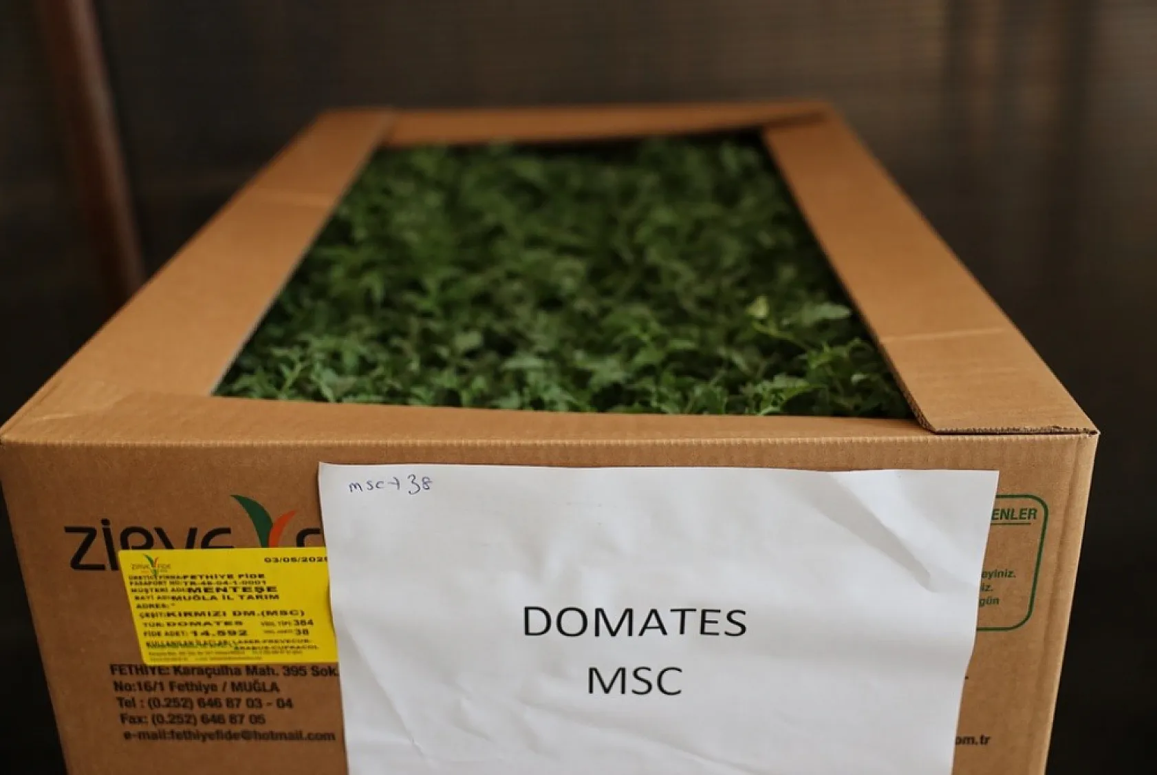 Ata Tohumu projesi Menteşe'de başladı