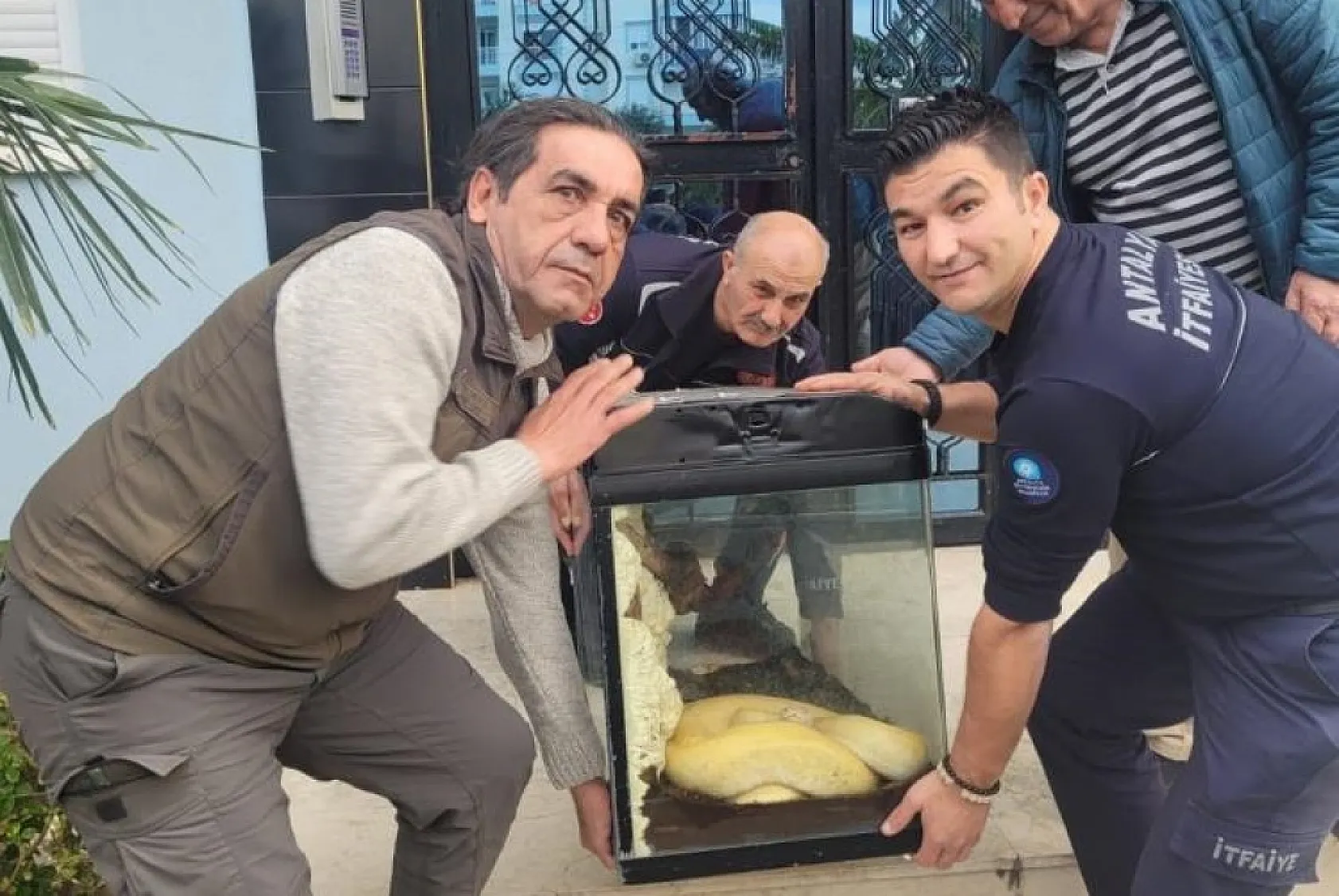 Apartmanın içinden piton çıktı! Görenleri şoke eden olay!