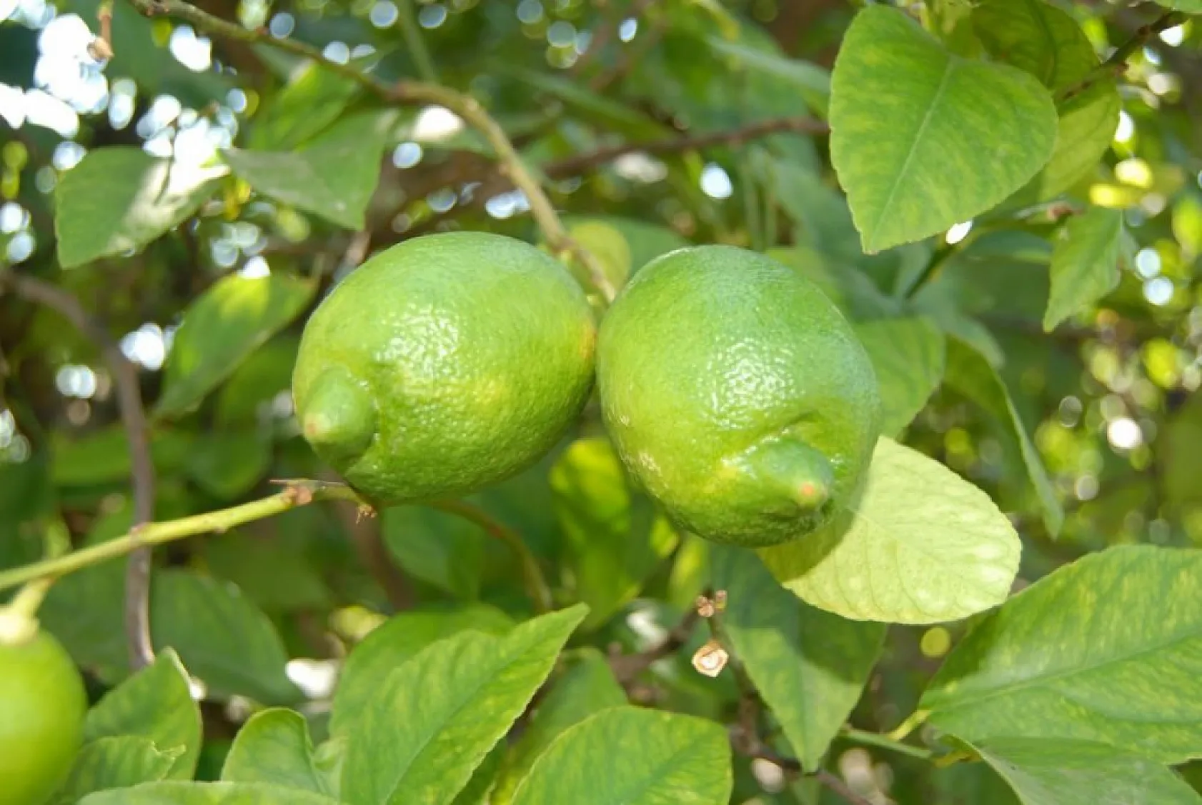 Dalaman Cezaevi'nde yetiştirilen yaklaşık 520 bin kilo limon ihale ile satılacak