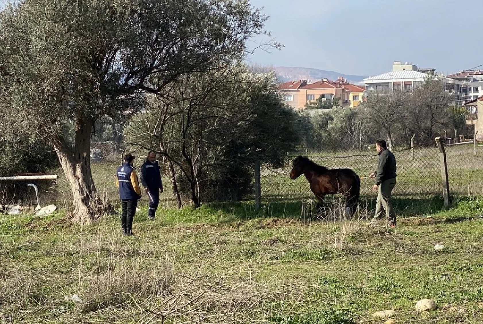 Yaralı halde bulunan yılkı atı tedavi edildi