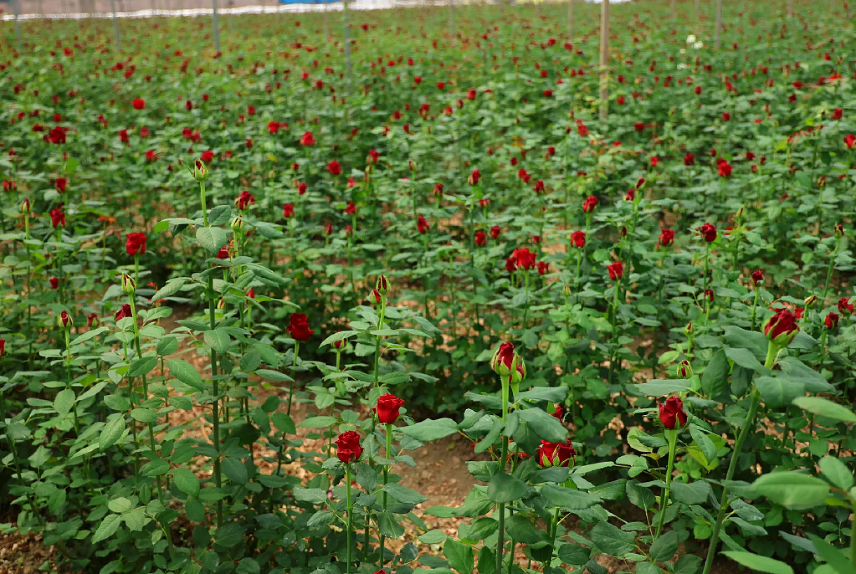 Anneler Günü öncesi gülde dikkat çeken fiyat marjı: Bahçede 5, çiçek sitelerinde 80-100 TL