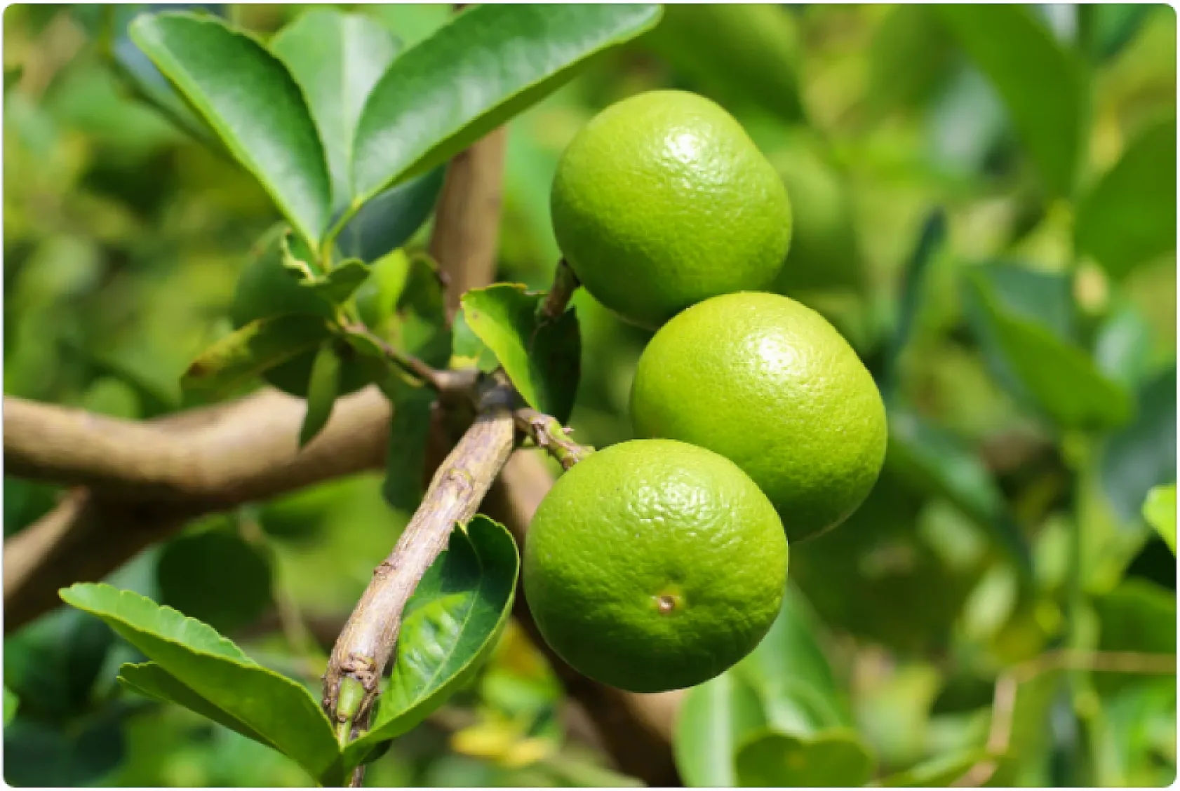 Bakanlık'tan şok karar! Limon İhracatı durduruldu