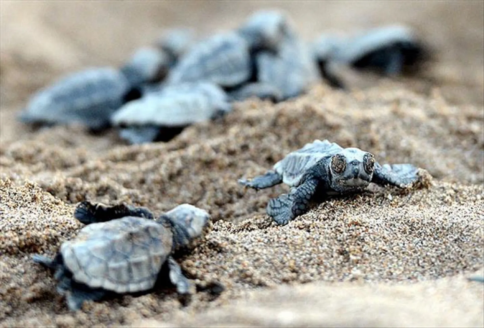 Fethiye'de Caretta Caretta sezonu başlıyor: 'Kumun Bekçileri' gönüllüleri göreve çağrıldı