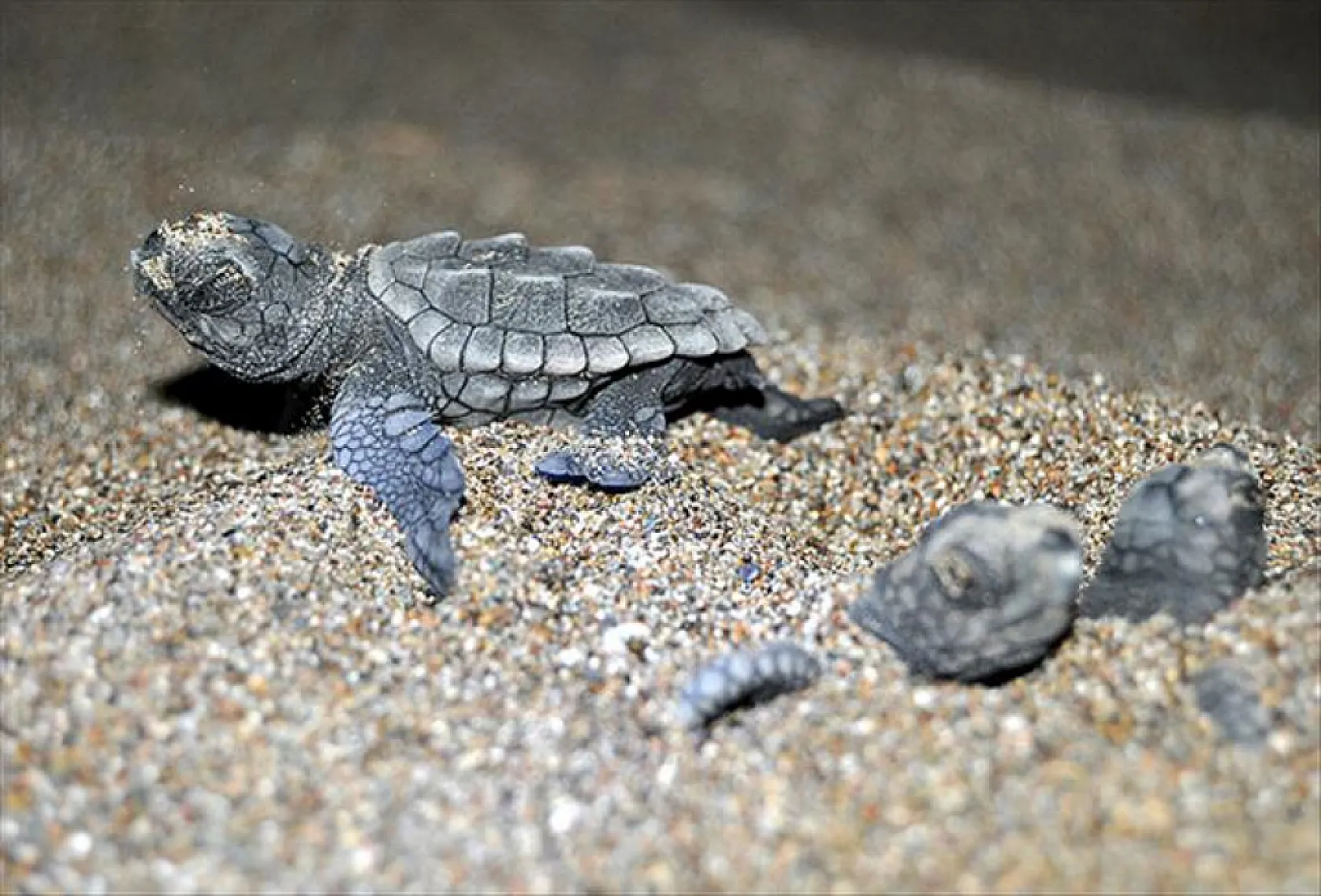 Fethiye'de Caretta Caretta sezonu başlıyor: 'Kumun Bekçileri' gönüllüleri göreve çağrıldı