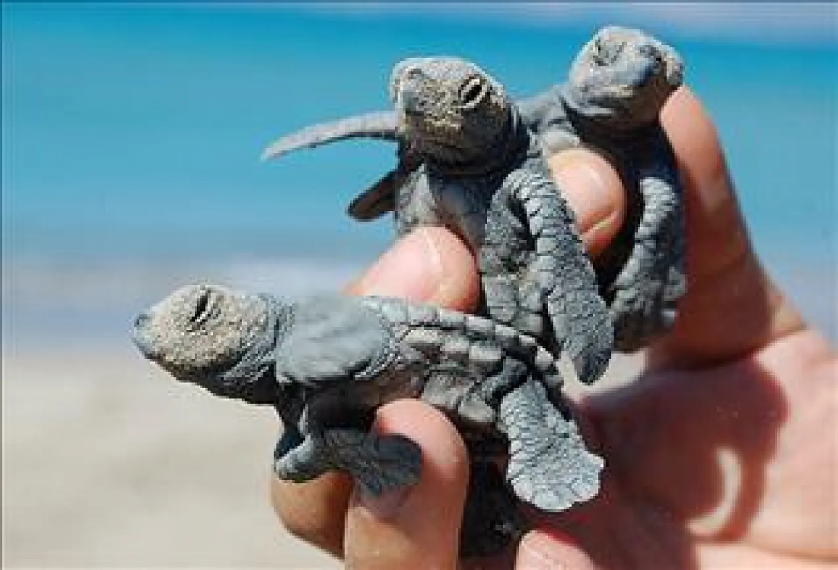 Fethiye'de Caretta Caretta sezonu başlıyor: 'Kumun Bekçileri' gönüllüleri göreve çağrıldı