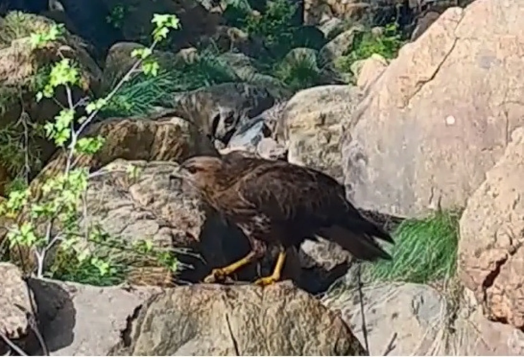 Muğla'da yaban hayatı fotokapana yansıdı