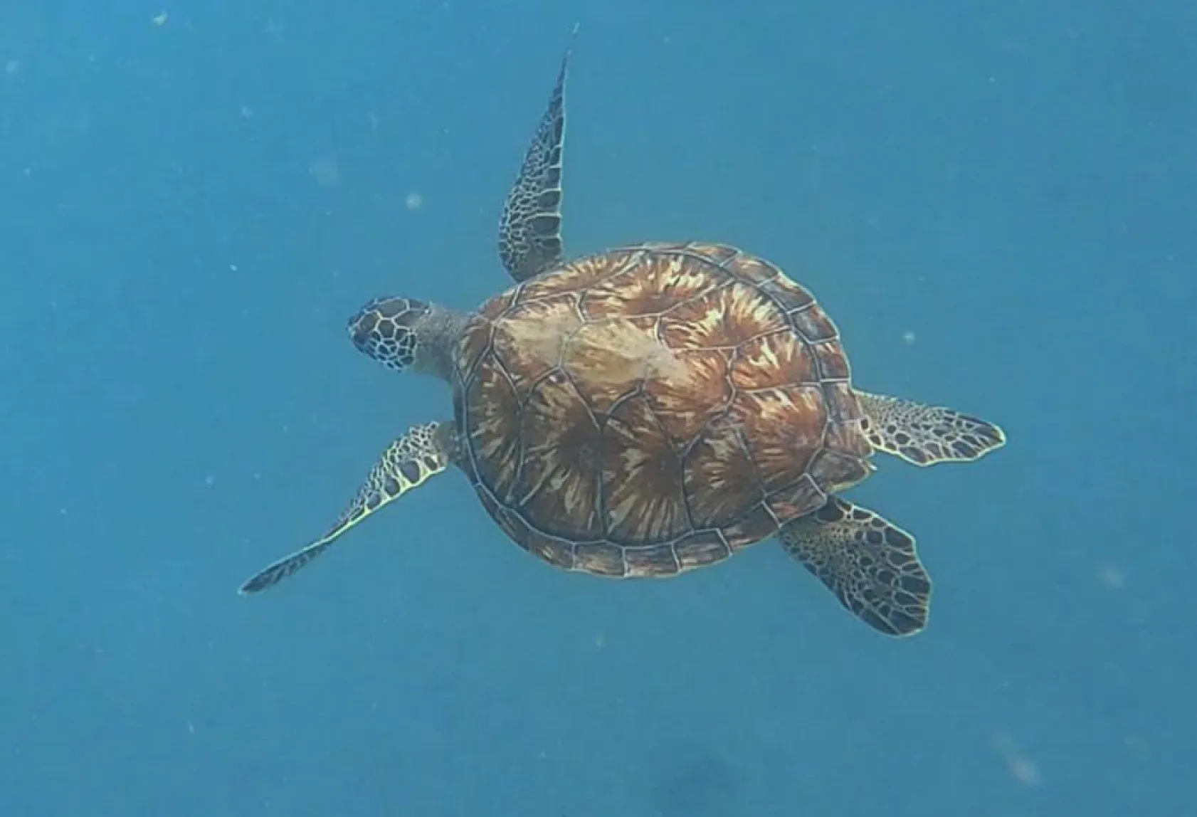 Gökova'da Deniz Kaplumbağalarıyla Buluşma: Dalış Tutkunları Unutulmaz Bir Deneyim Yaşadı