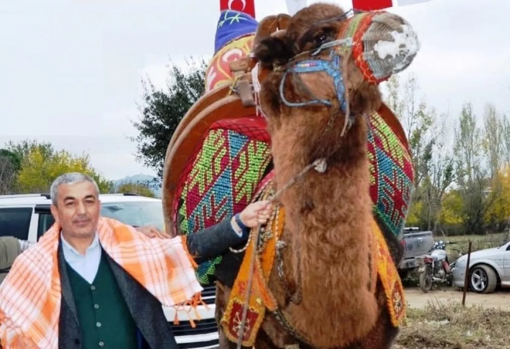 Muğla'dan develer festivale katılacak