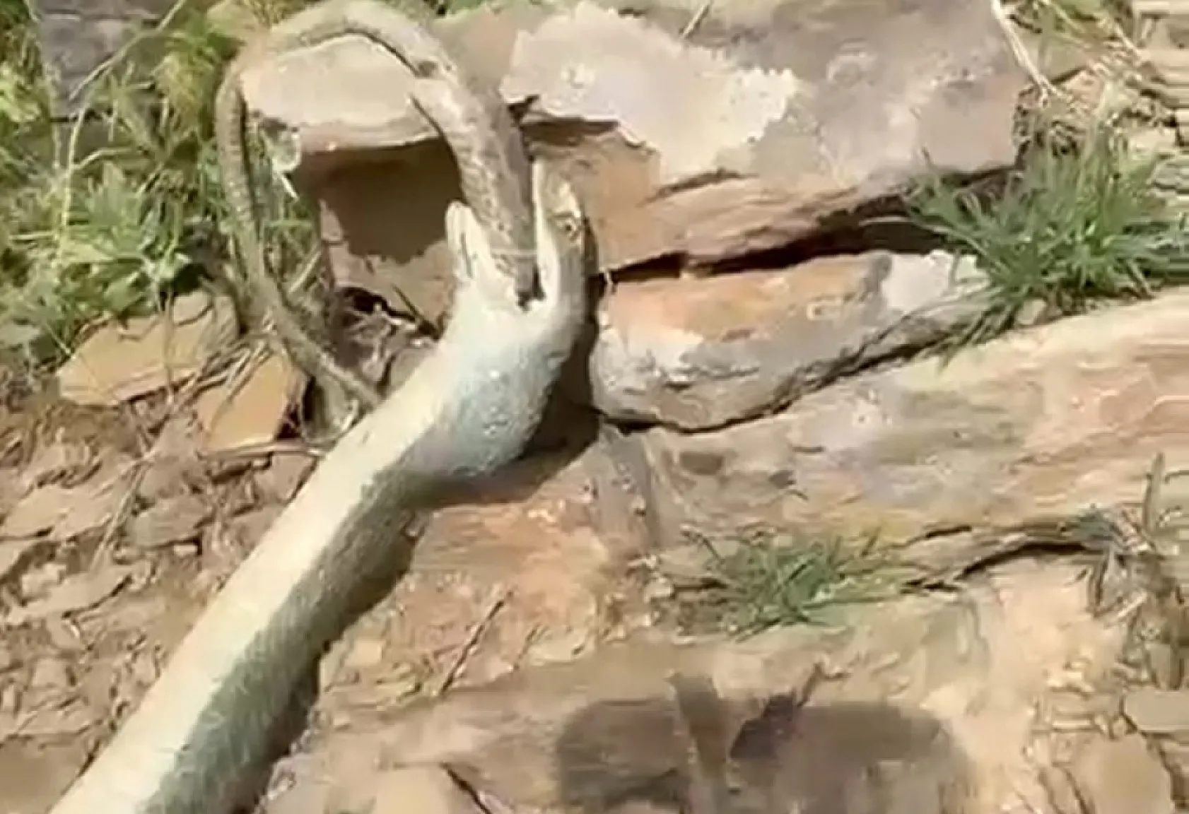 Şok eden doğa anı! Yılan yılanı yuttu, ikisi de telef oldu!