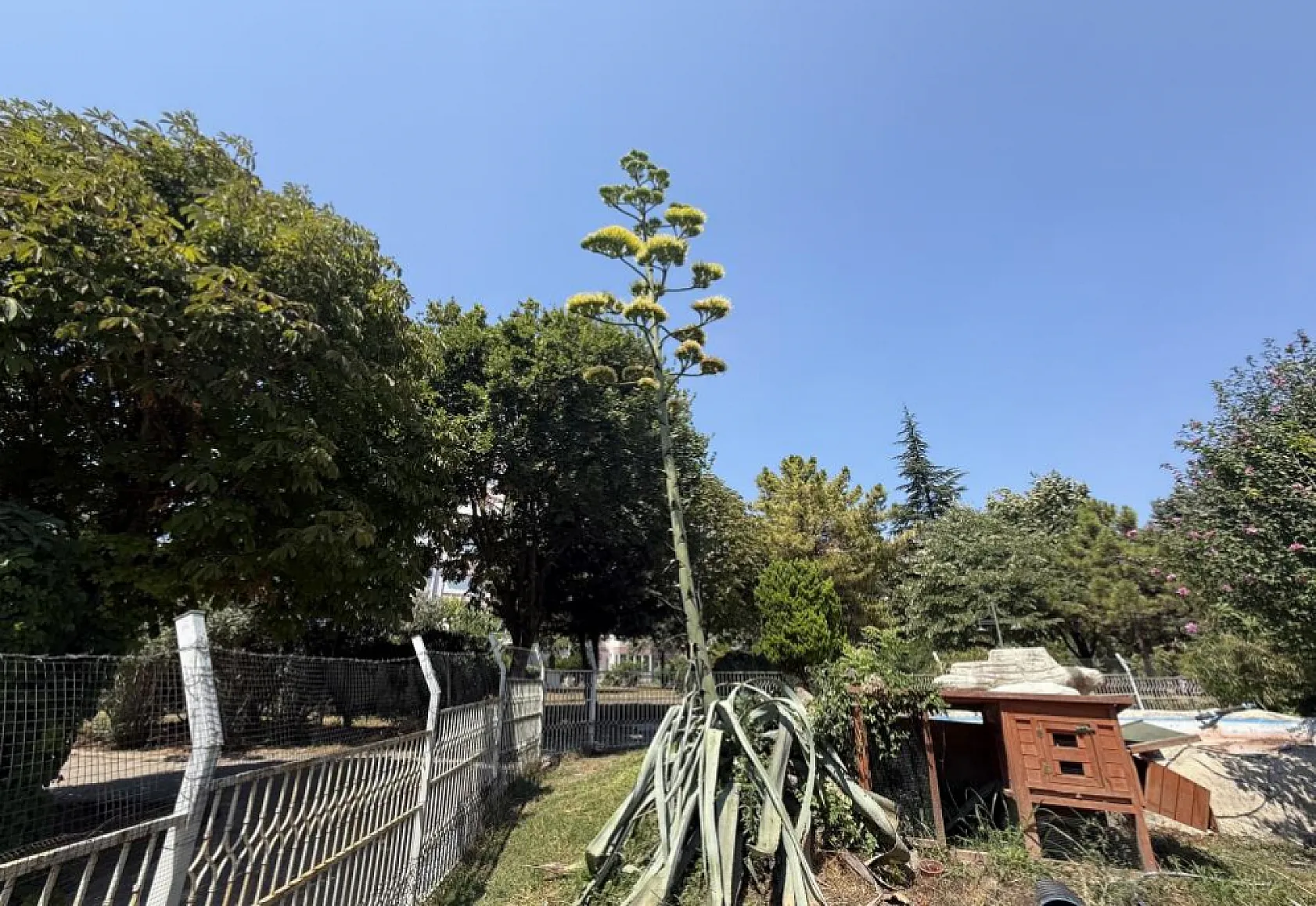 Ölmeden Önce Çiçek Açıyor! Agave Görenleri Hayran Bıraktı