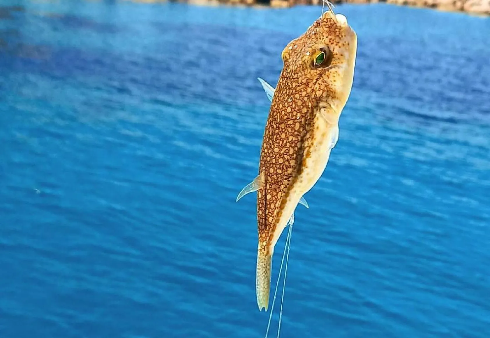 Balon balığı avlamada detaylar belli oldu Yakalayana tane başı 25 lira ödenecek!