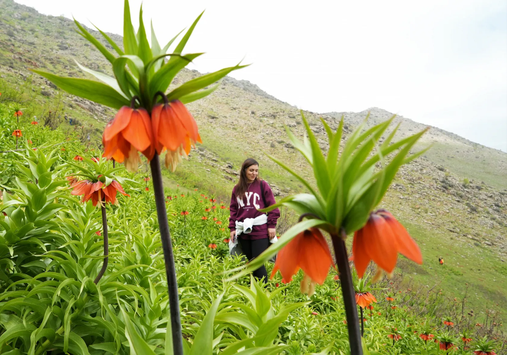 Ters laleleri görmek için 500 kilometre yol geldiler ama dokunamadılar
