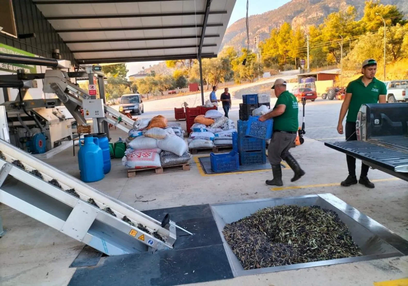 Köyceğiz'de zeytinyağı mesaisi başladı