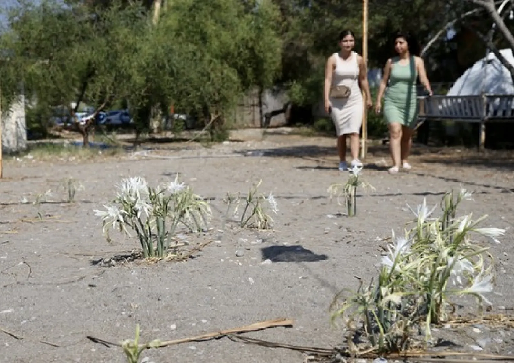 Muğla'da korunan kum zambakları çoğalıyor