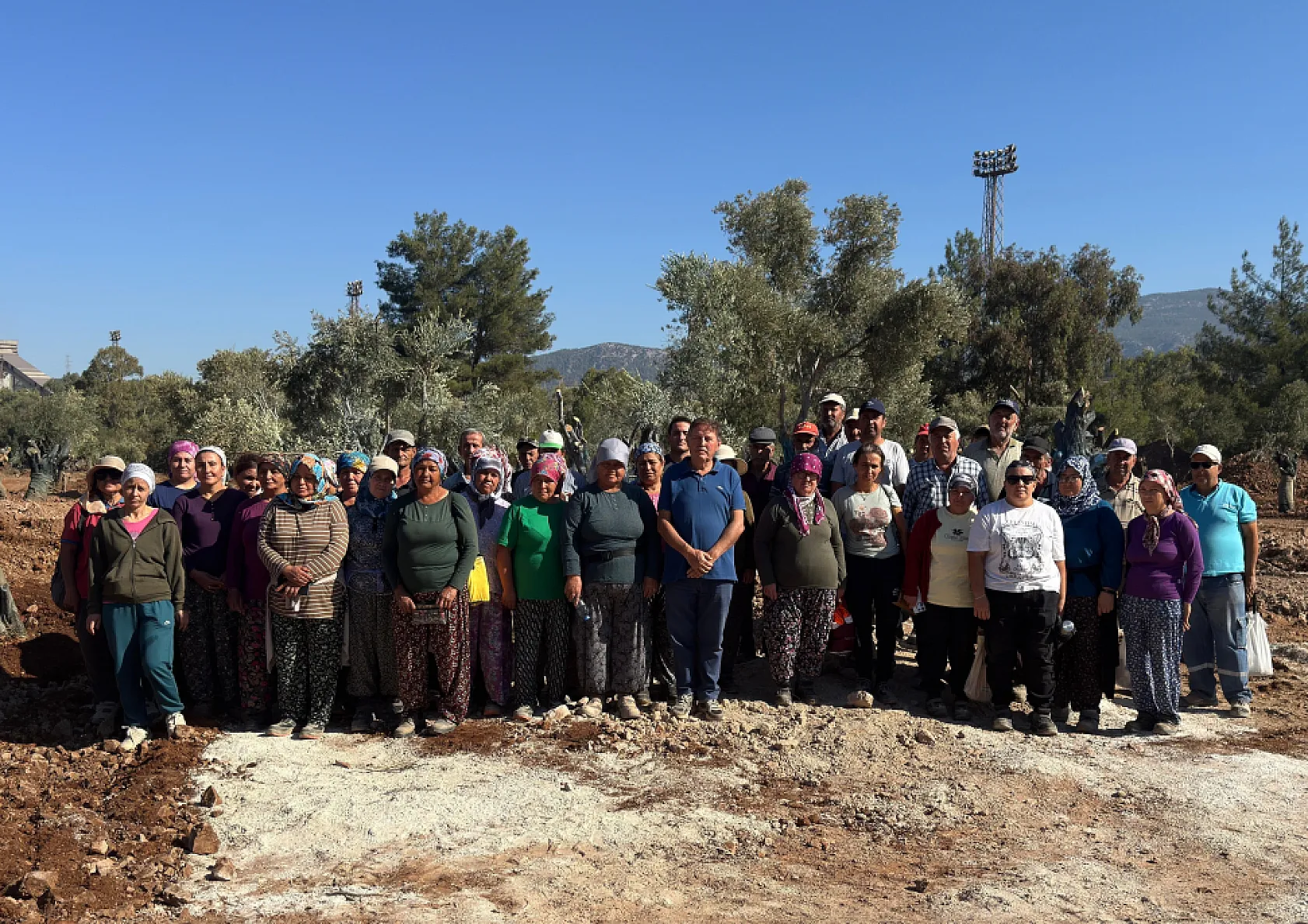 Milas'ta 151 zeytin ağacı doğal saksı yöntemiyle yeni yerlerine taşındı