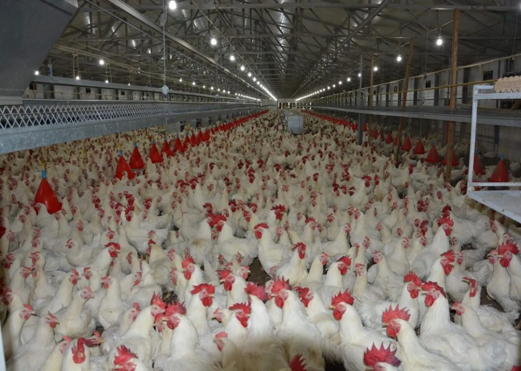 Türkiye'de kişi başına yılda 150 yumurta düşüyor