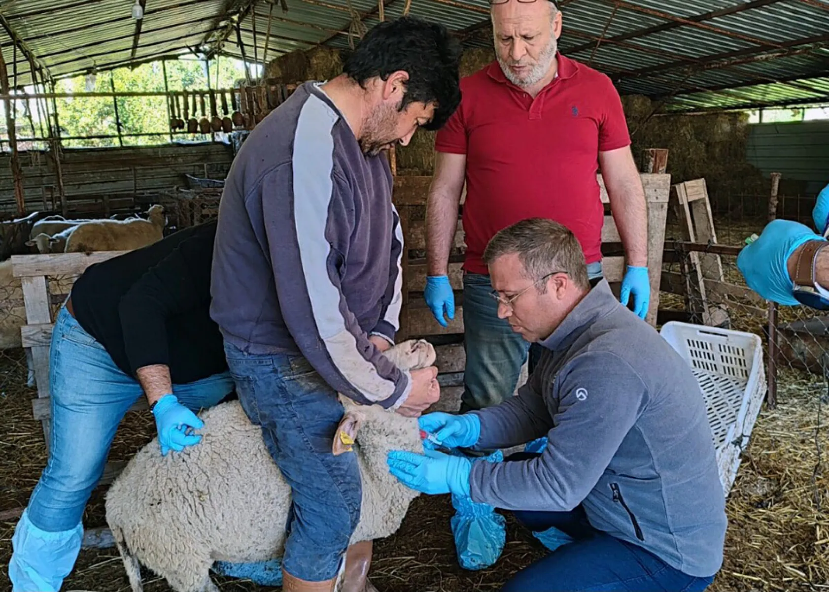 Muğla'da akabane hastalığına karşı önlemler alındı