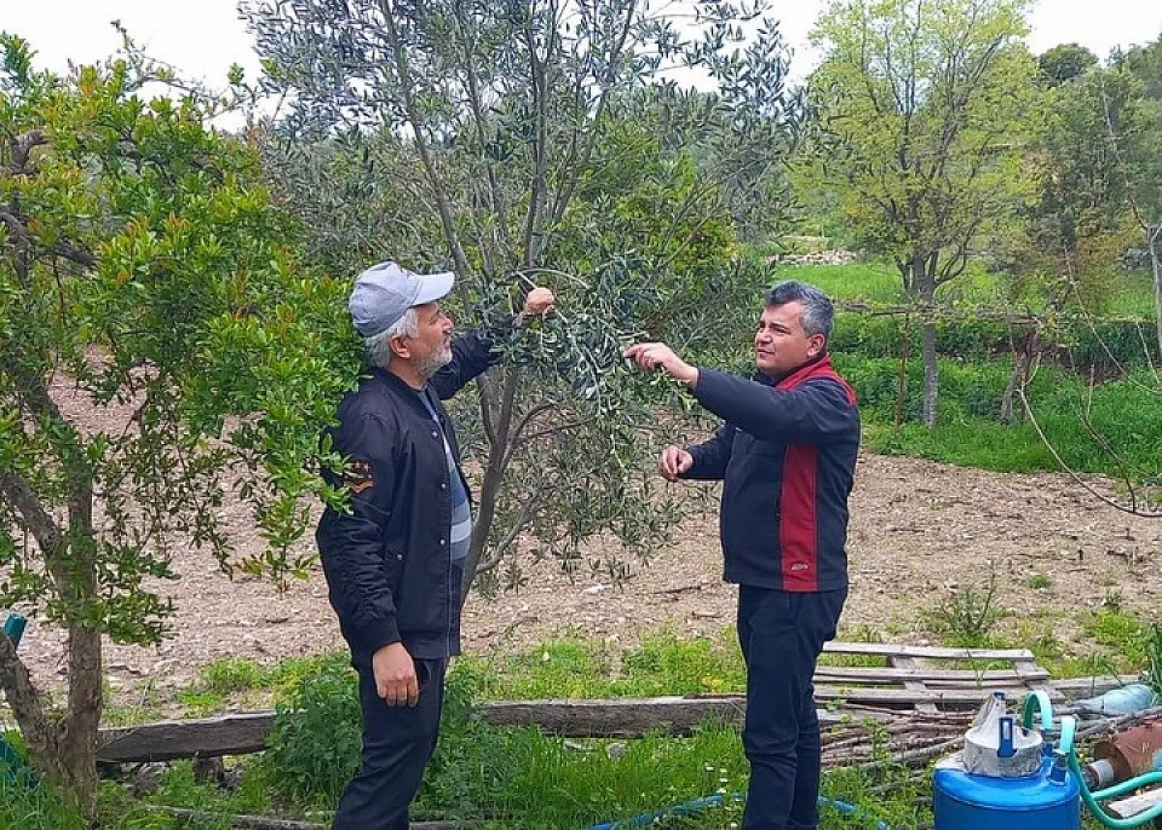 Muğla'da don afeti sonrası ön hasar tespit çalışmaları başladı