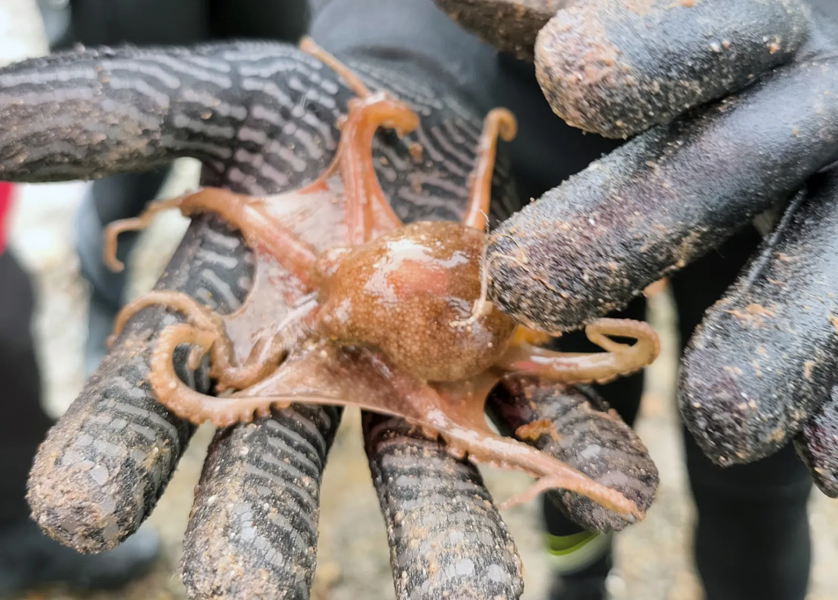 Marmaris Bencik Koyu'nda deniz dibi temizliği gerçekleştirildi