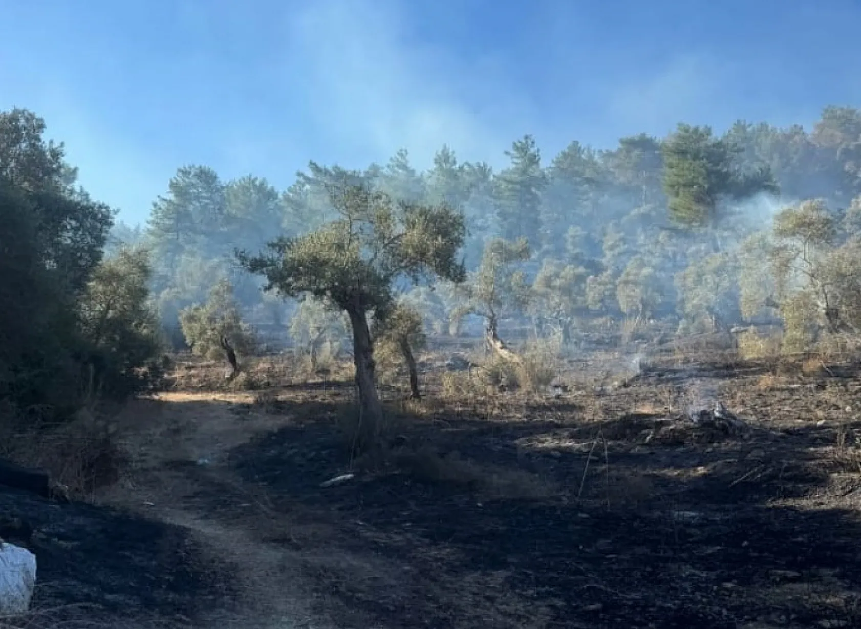 Milas orman yangını kontrol altına alındı