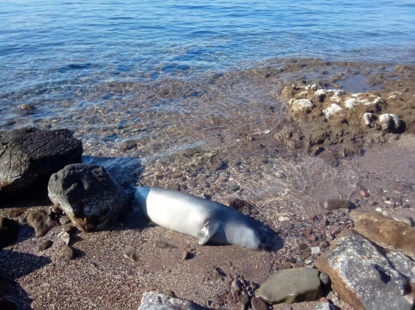 Muğla'da kuyruğundan yaralanmış fok ölü halde kıyıya vurdu