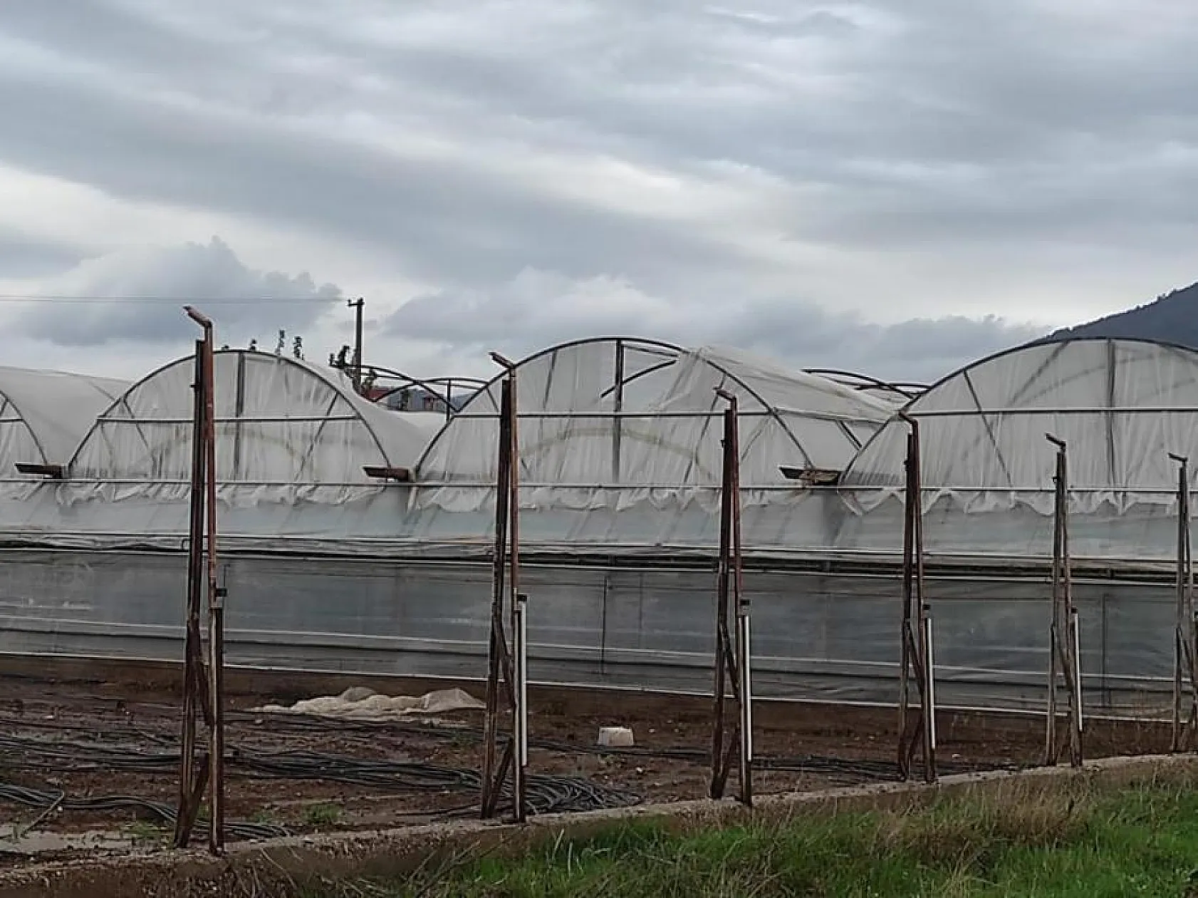 Fethiye'de seralar hasar gördü, ağaçlar devrildi