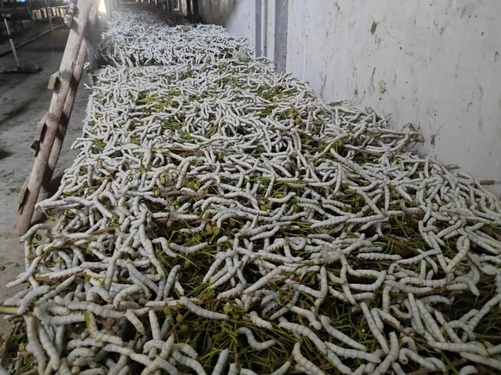 Kilosu 1000 lira!  Dut yaprağından mucize gelir