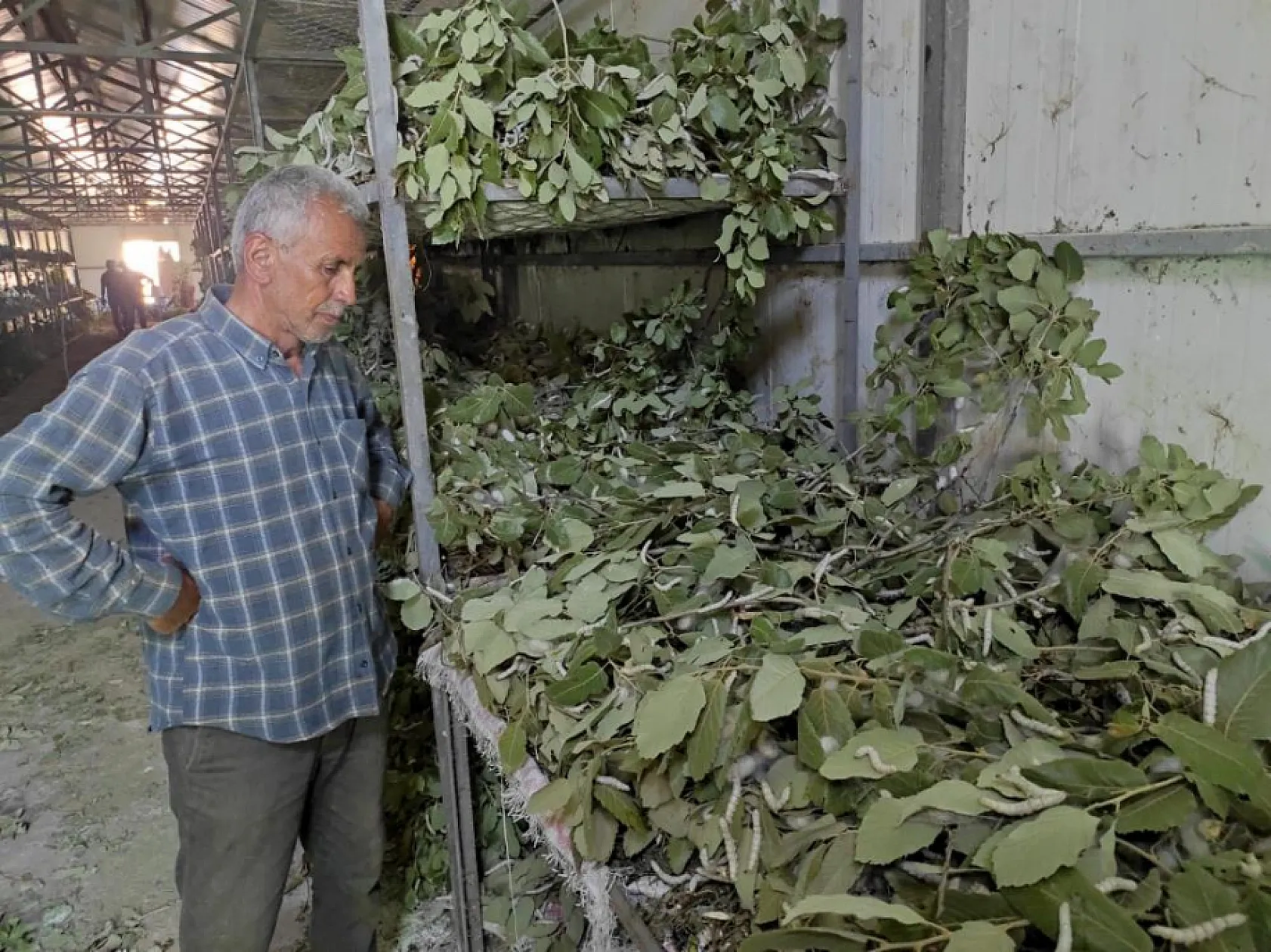 Kilosu 1000 lira!  Dut yaprağından mucize gelir