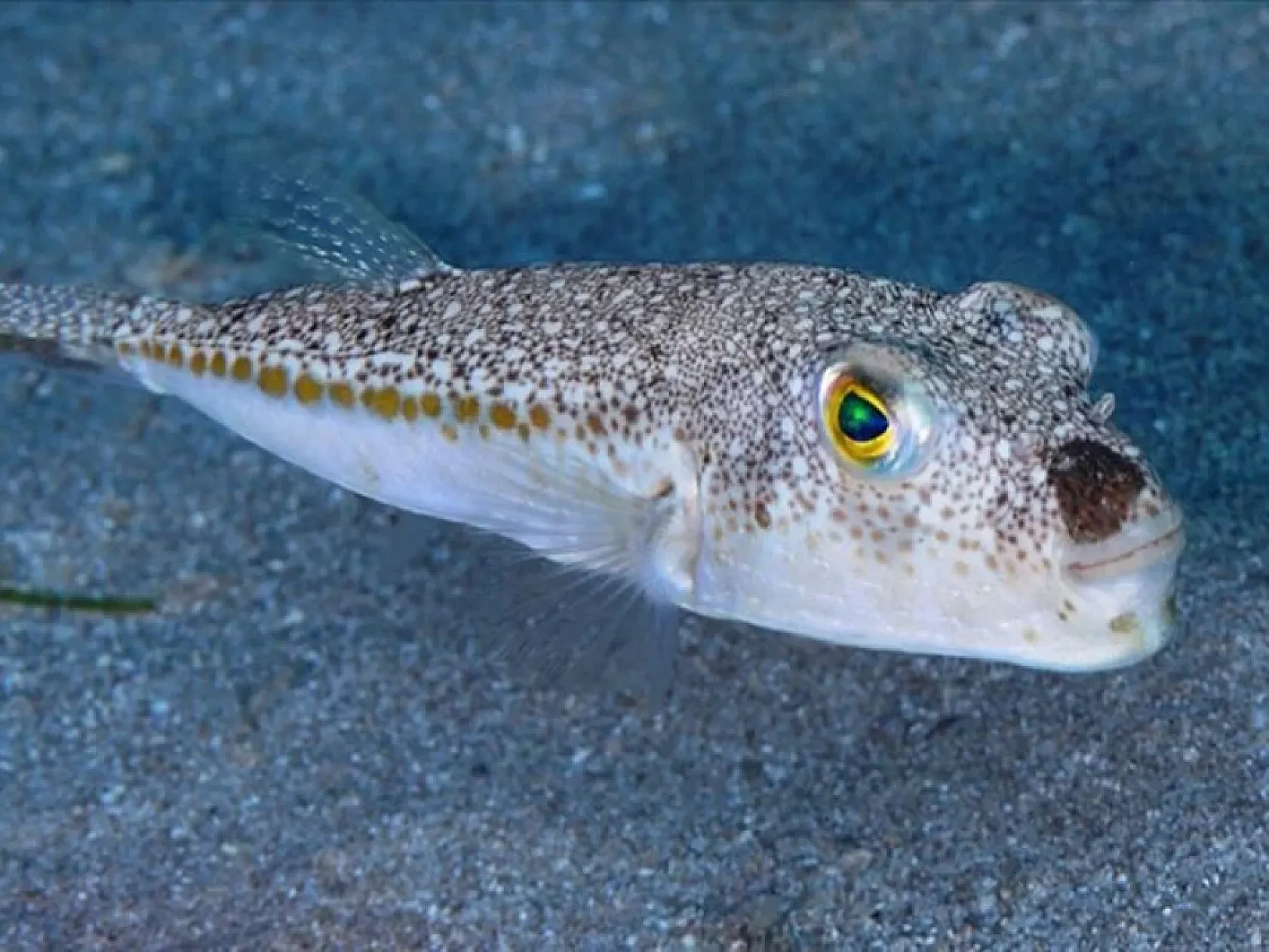 Balon balığı avlamada detaylar belli oldu Yakalayana tane başı 25 lira ödenecek!