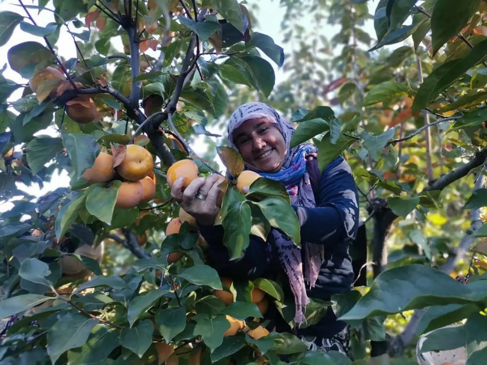 Seydikemer'de Cennet Elması için hasat vakti