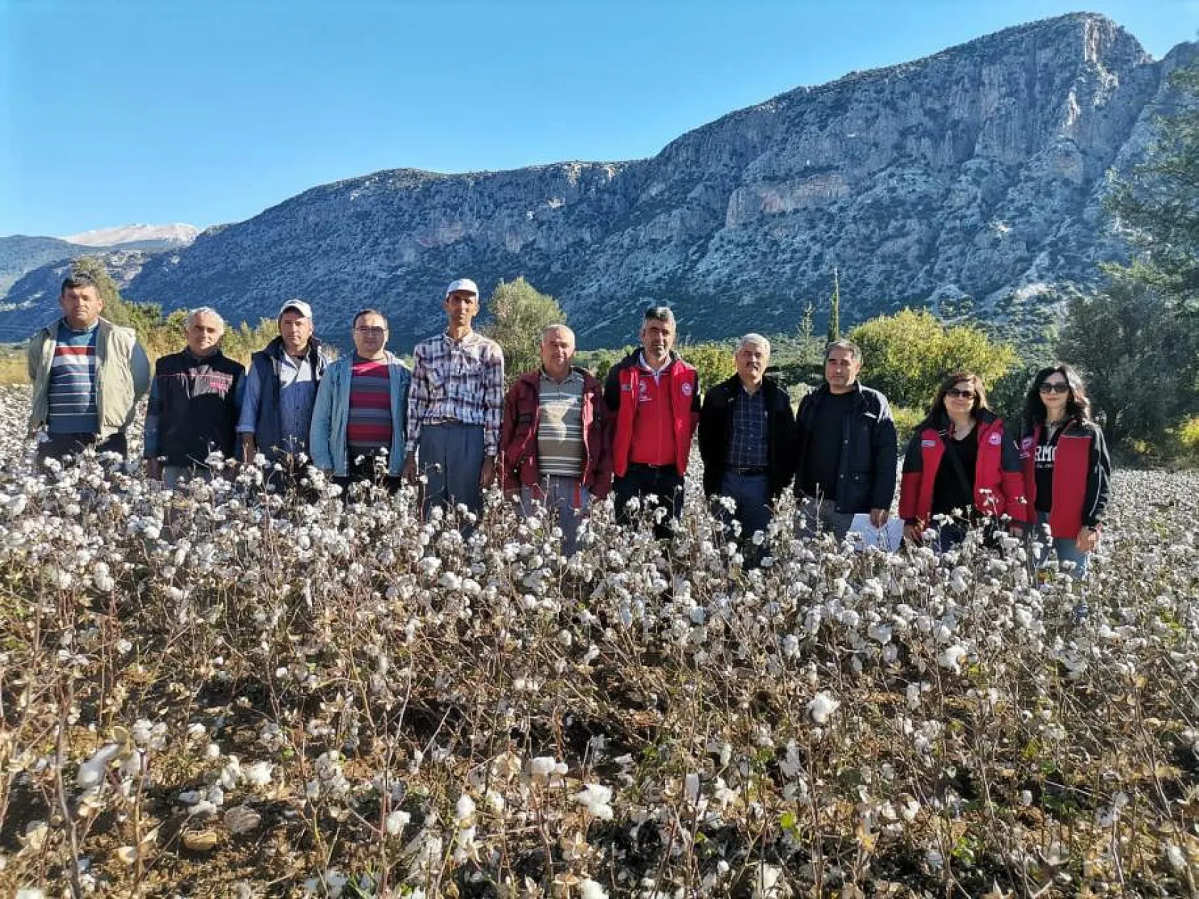 Seydikemer'de Pamuk Hasadı Devam Ediyor