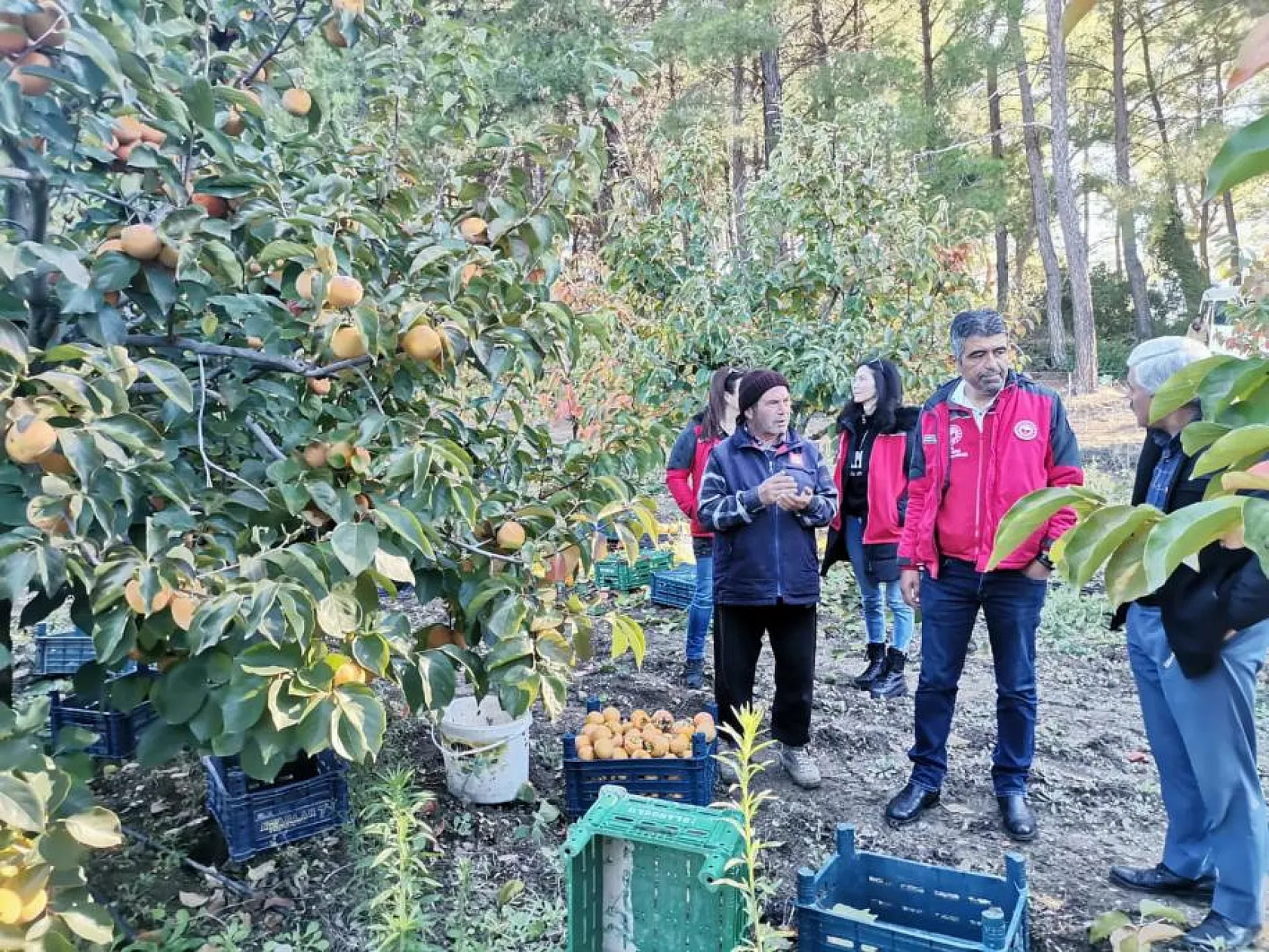 Seydikemer'de Cennet Elması için hasat vakti