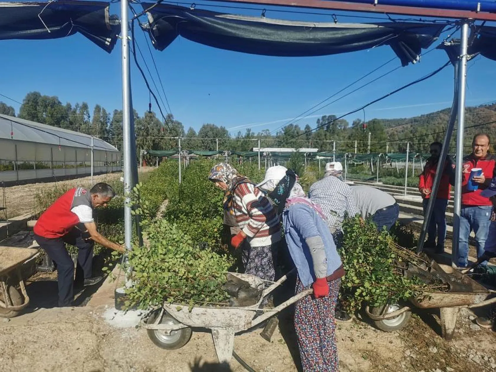 40 bin adet Keçiboynuzu Fidanı üreticilere dağıtıldı