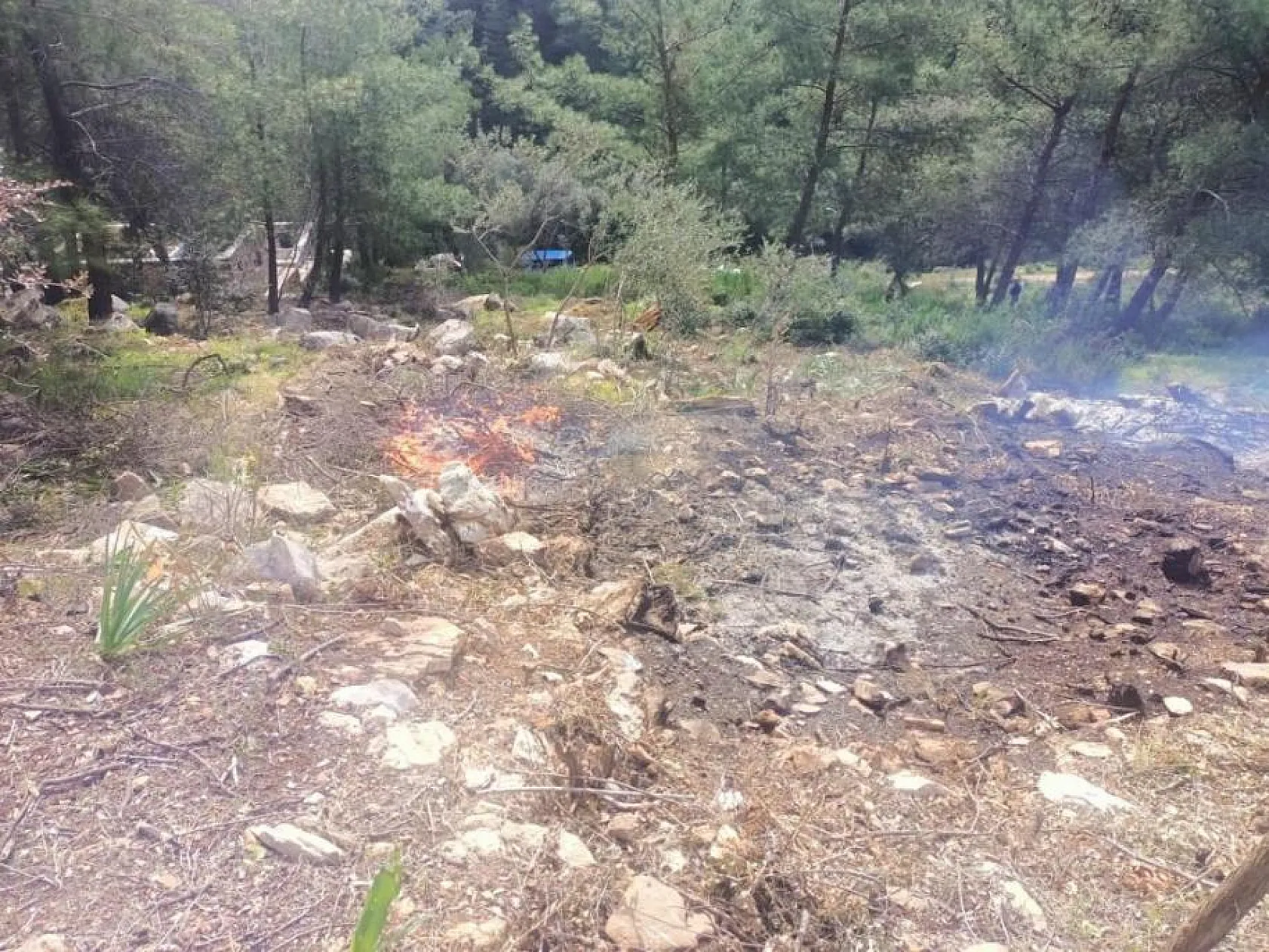 Muğla'da doğa katillerine operasyon