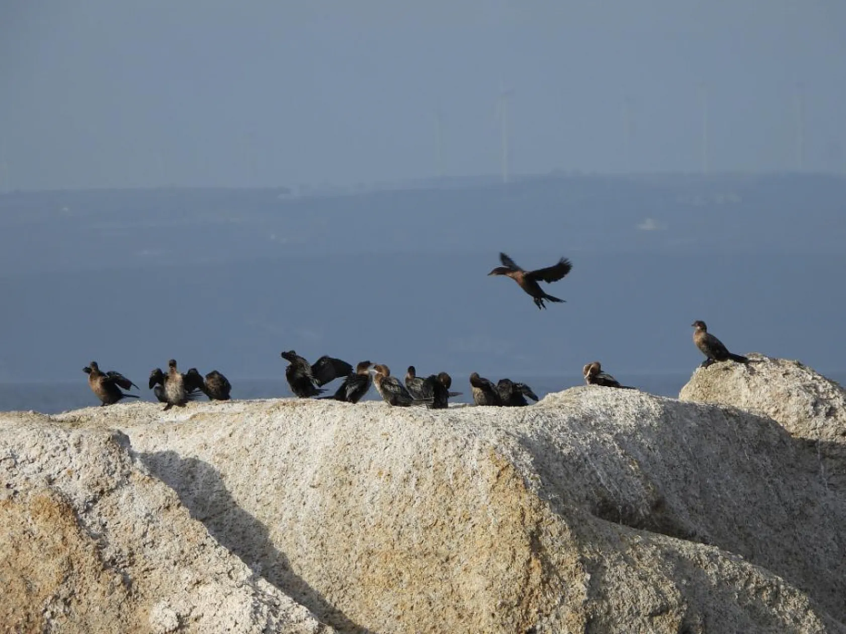 Ege'de 503 adet su kuşu sayıldı