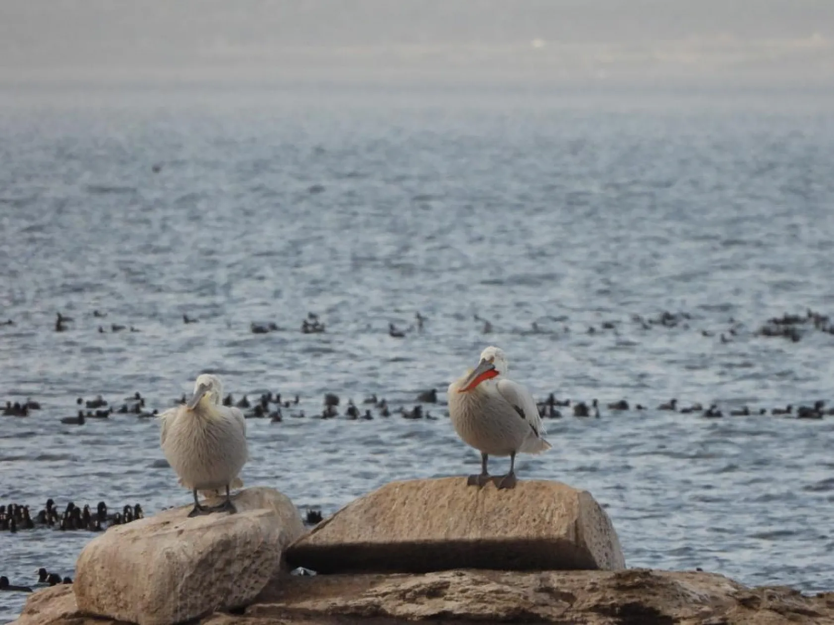 Ege'de 503 adet su kuşu sayıldı