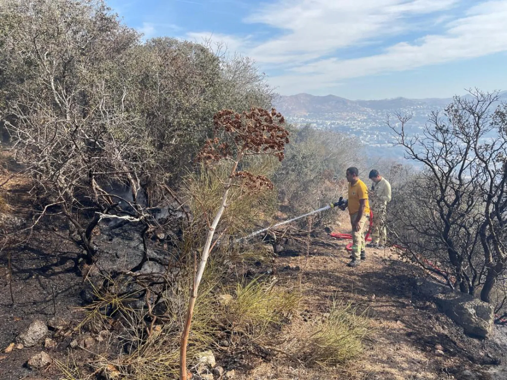 Bodrum'da ağaçlık alanda yangın çıktı