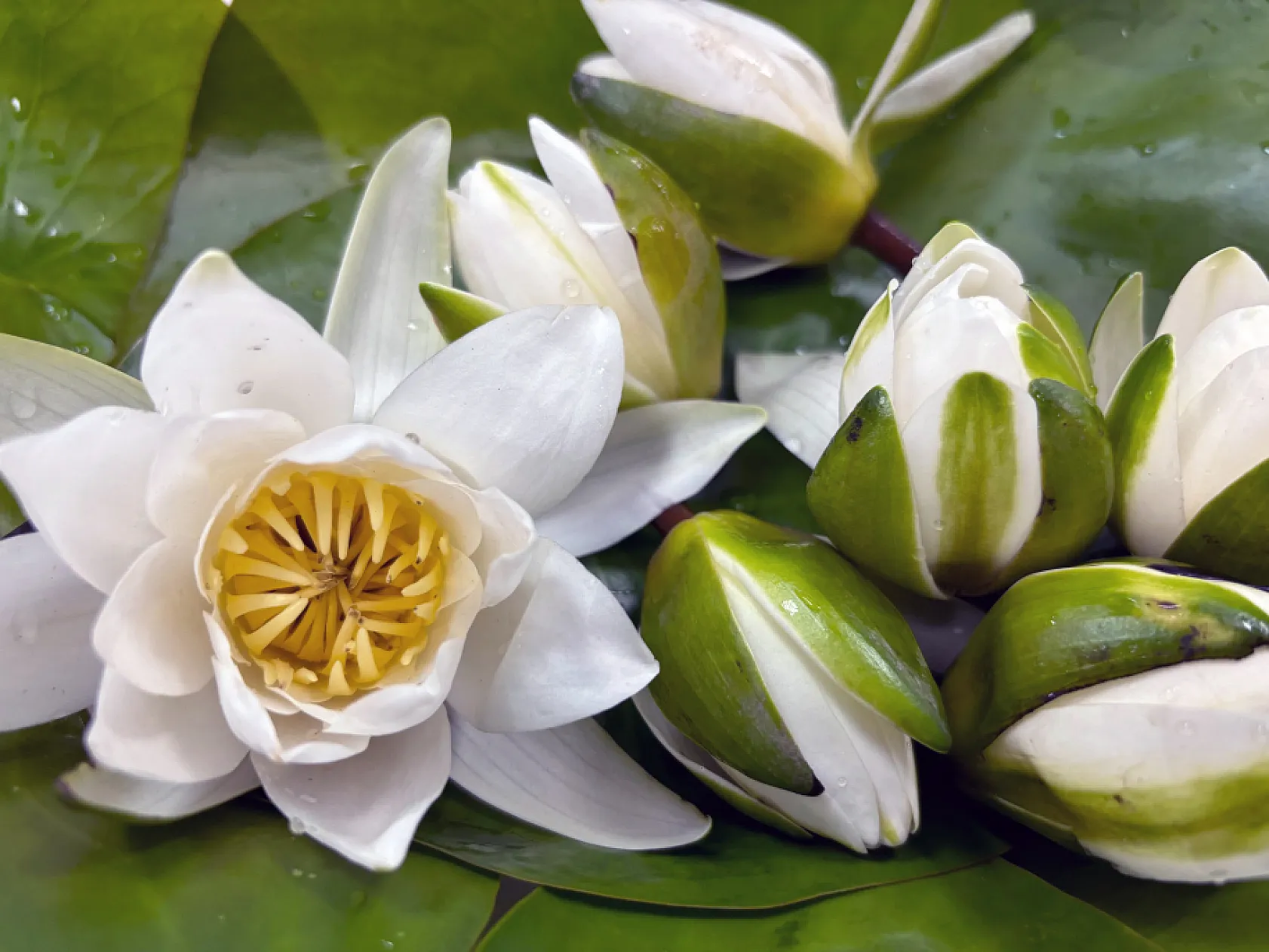 Köyceğiz Gölü'nün 'beyaz nilüfer'i dünyaya açılıyor