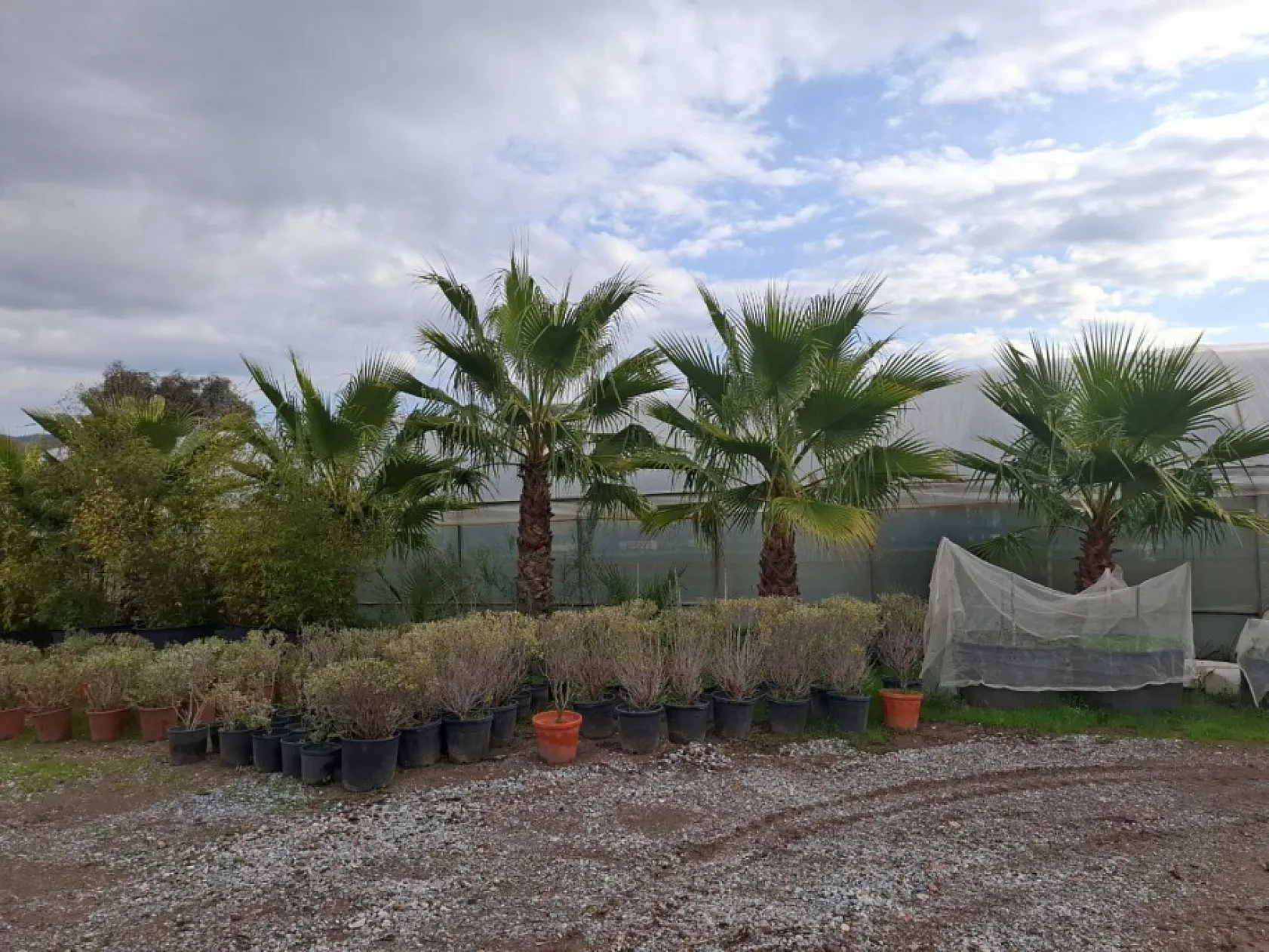 Bodrum'da zabıta ekipleri denetimlerine devam ediyor