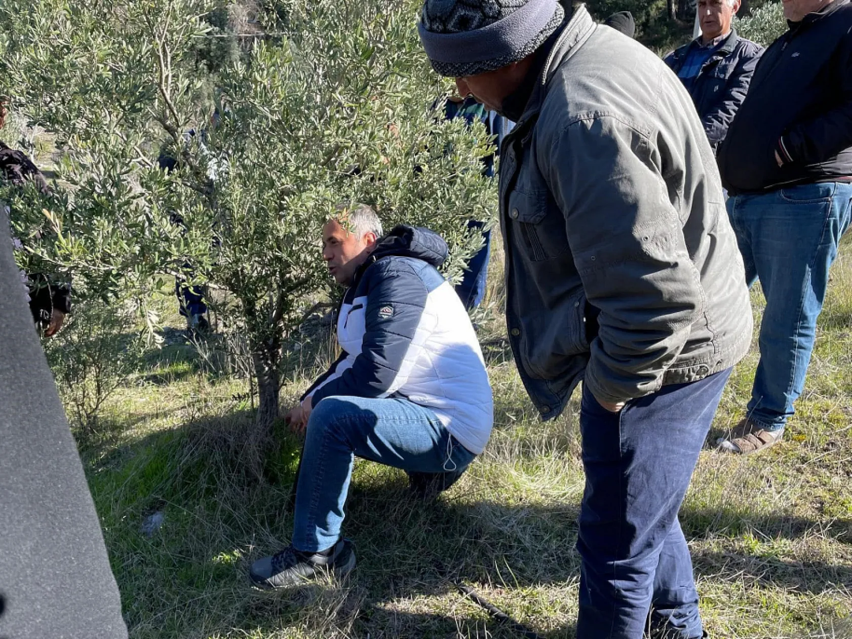 Köyceğiz'de zeytinde uygulamalı budama eğitimi verildi