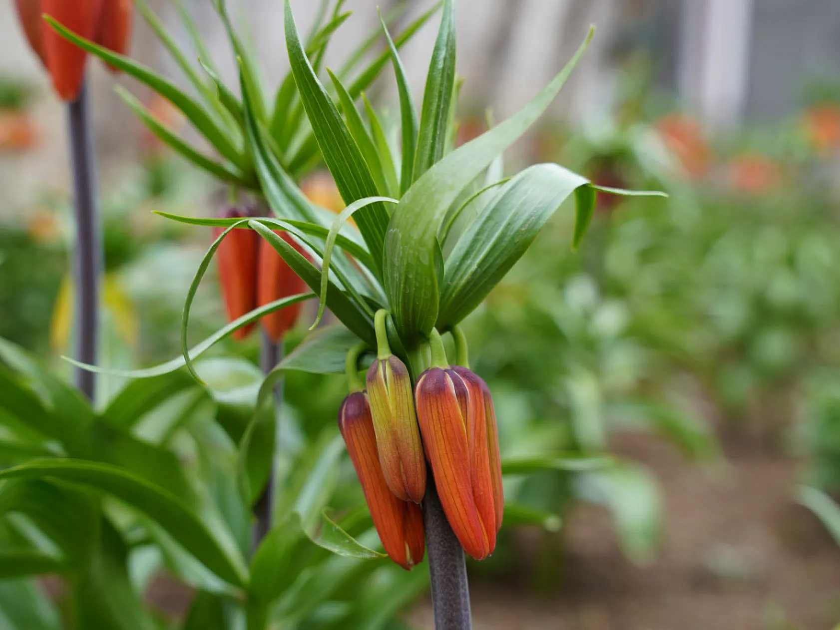 Ters laleri koparana 244 bin lira ceza