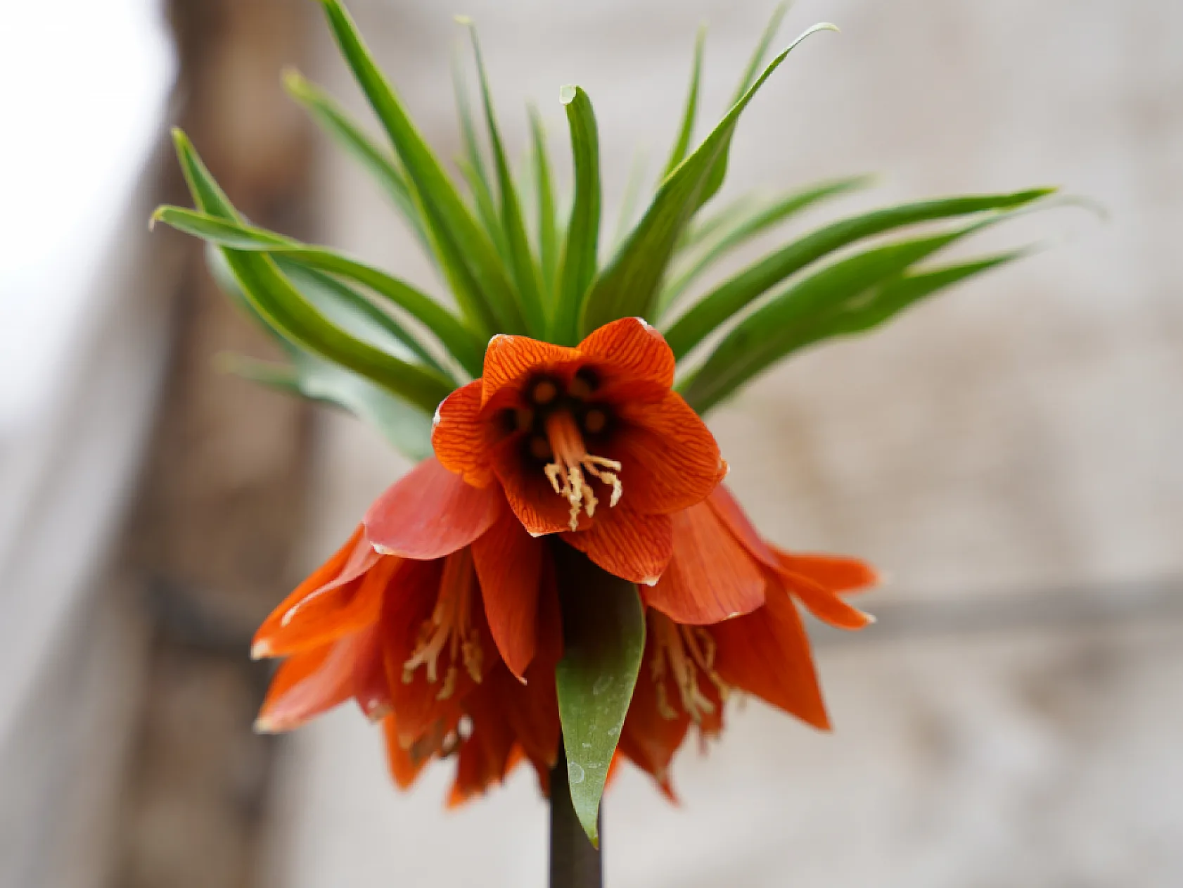 Ters laleri koparana 244 bin lira ceza