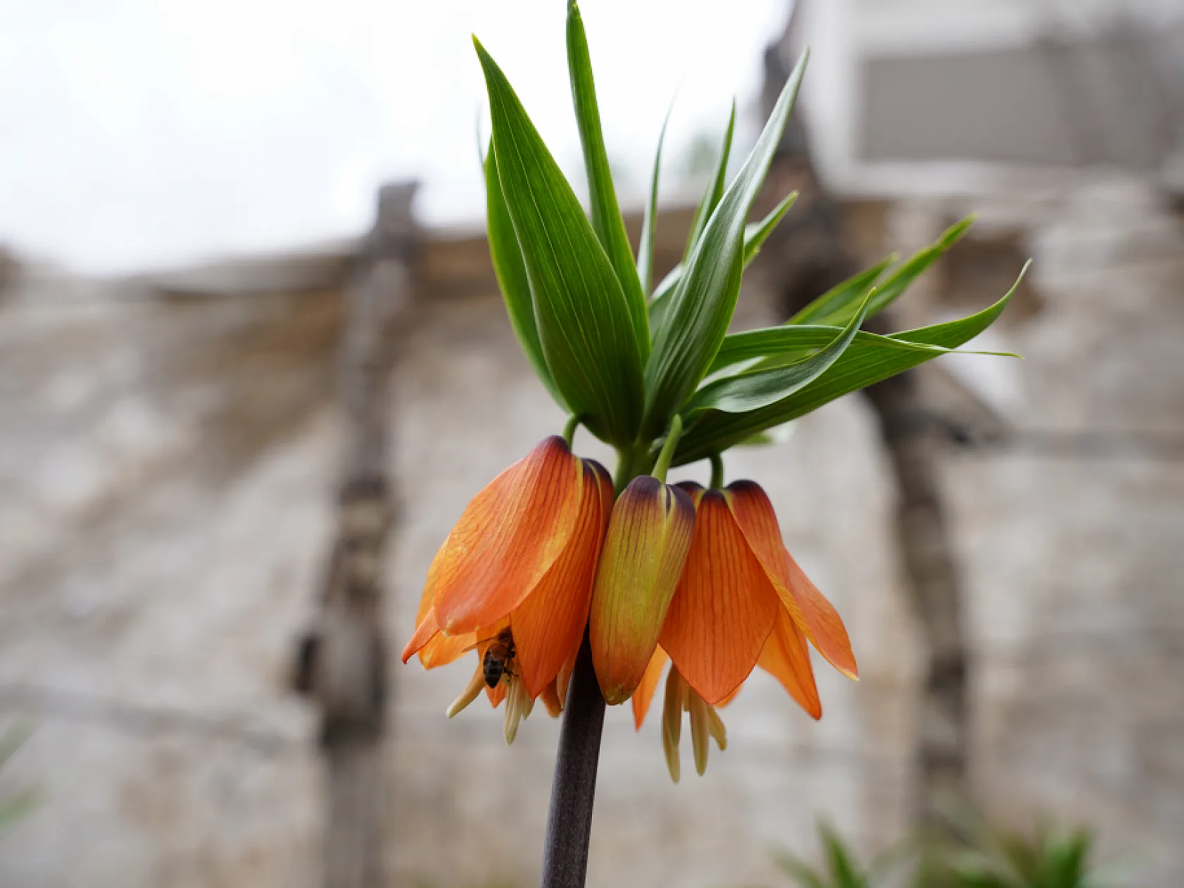 Ters laleri koparana 244 bin lira ceza