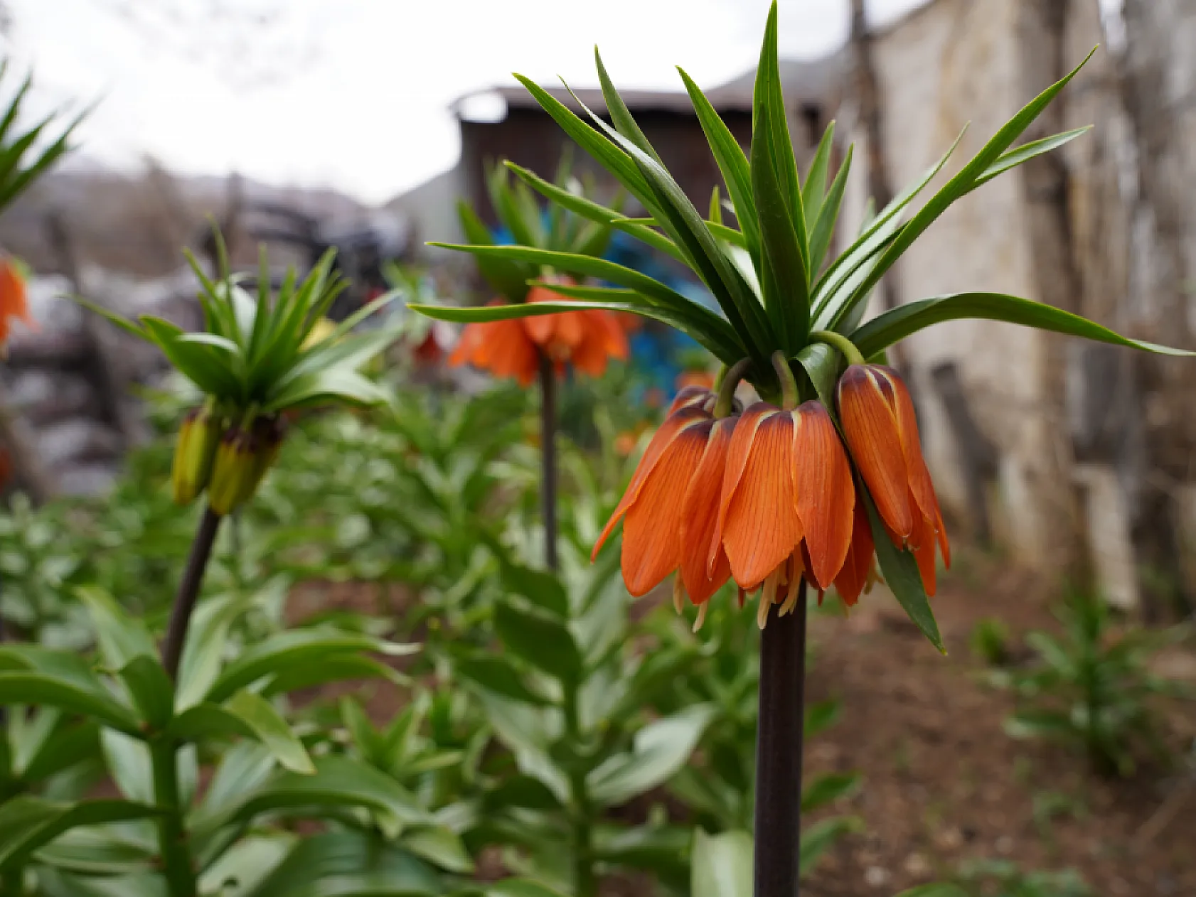 Ters laleri koparana 244 bin lira ceza