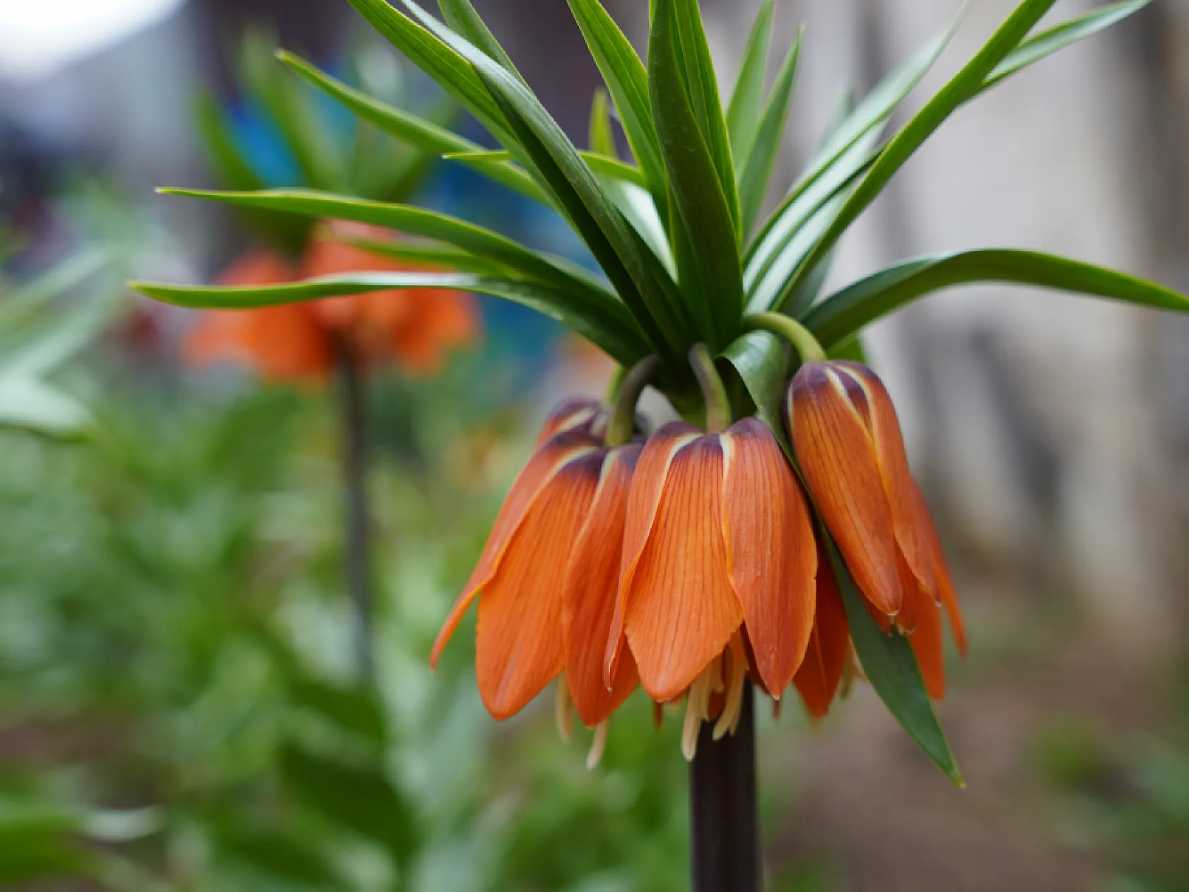 Ters laleri koparana 244 bin lira ceza