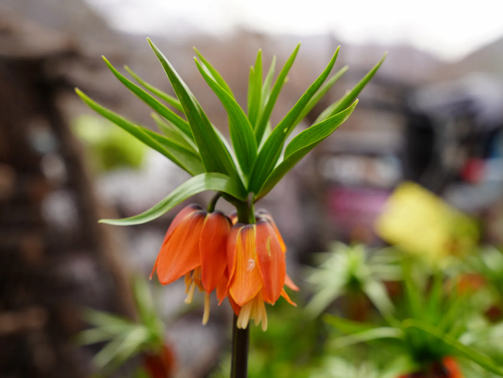 Ters laleri koparana 244 bin lira ceza