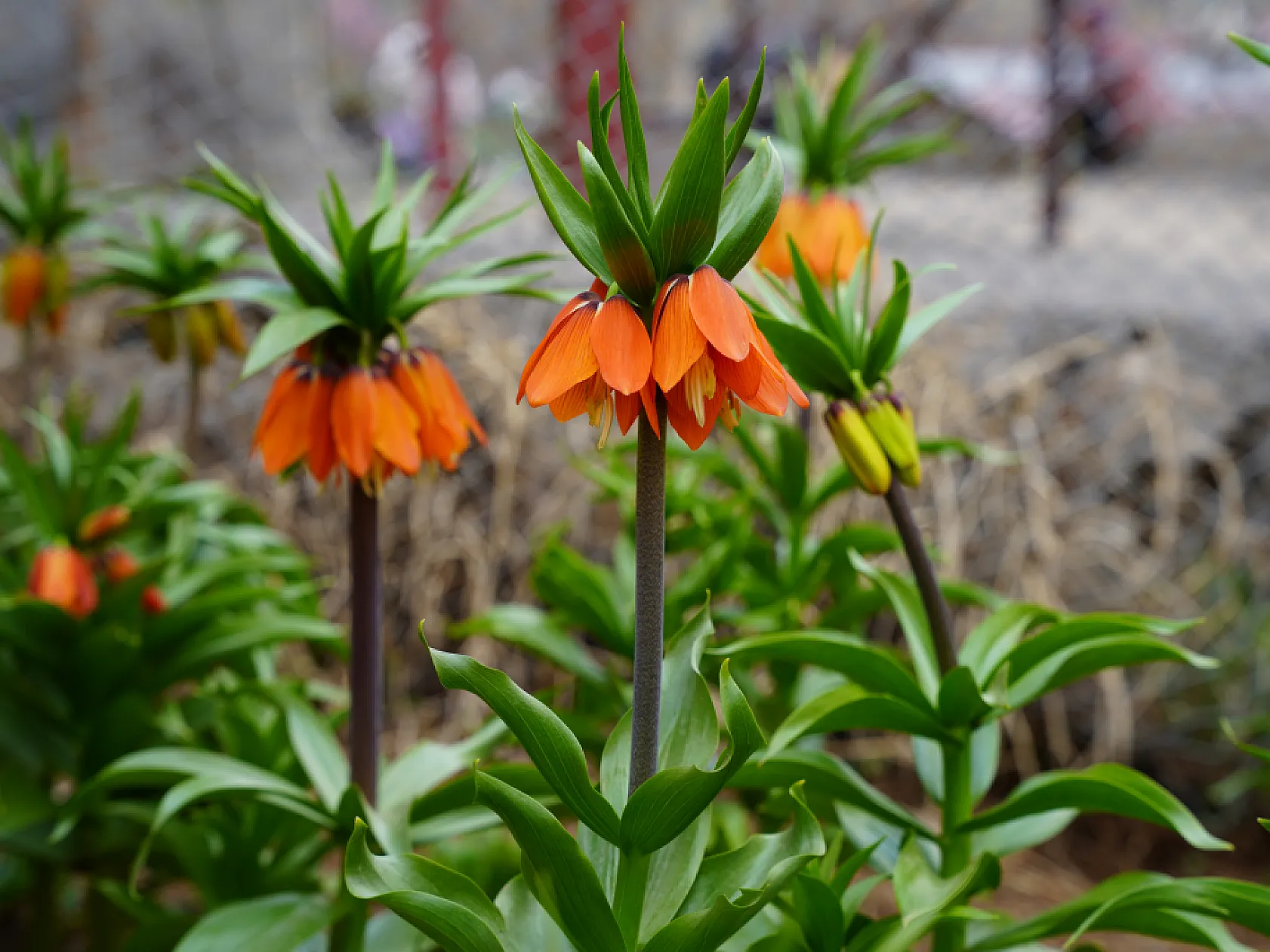 Ters laleri koparana 244 bin lira ceza