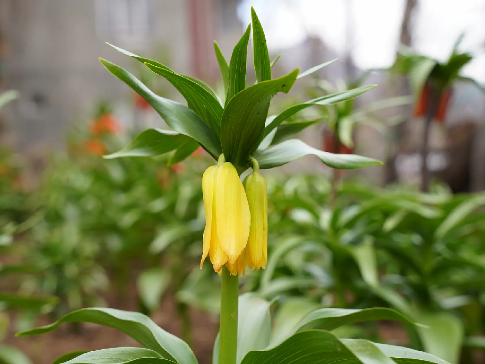 Ters laleri koparana 244 bin lira ceza