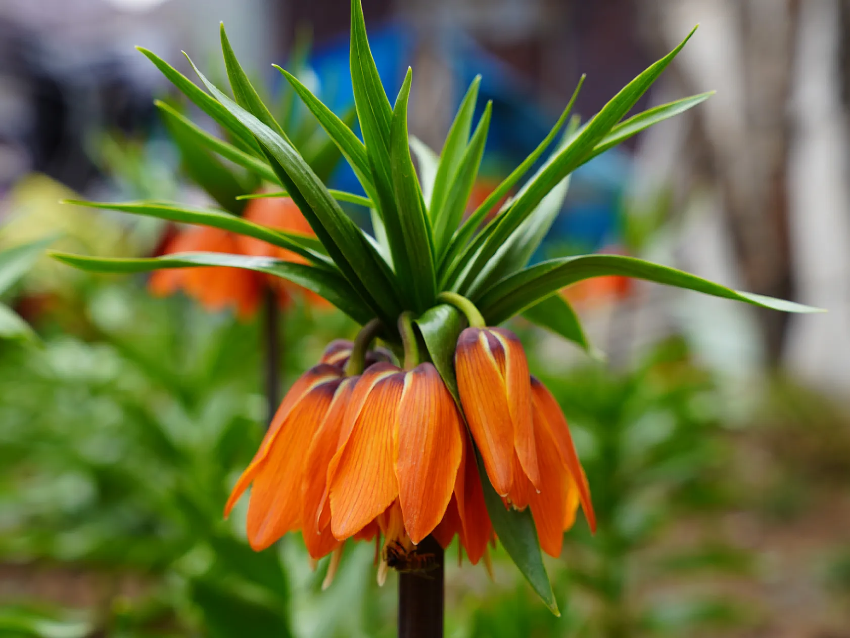 Ters laleri koparana 244 bin lira ceza